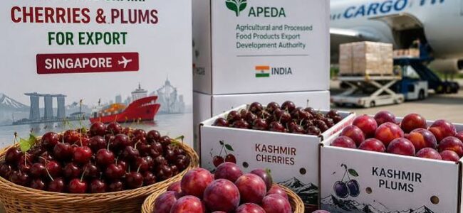 From Kashmir’s Orchards to Singapore’s Shelves: J&K Cherries and Plums Make Historic Export Debut
