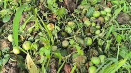 ‘When Orchards Begin to Weep’: Sudden Fruit Fall Alarms Kashmir’s Apple Growers ‘When Orchards Begin to Weep’: Sudden Fruit Fall Alarms Kashmir’s Apple Growers