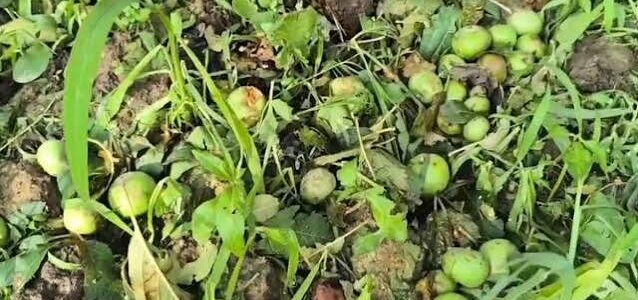 ‘When Orchards Begin to Weep’: Sudden Fruit Fall Alarms Kashmir’s Apple Growers
