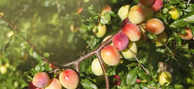 Climate change brings early plum harvest to Kashmir